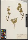 Foto von Salix orestera C. K. Schneid.